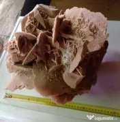 Trandafirul desertului Gigant 40 cm. 20 kg.