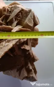 Trandafirul desertului Gigant 40 cm. 20 kg.