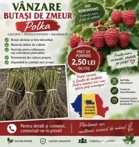 Zmeură remontată 