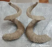 Coarne de berbec 27 cm. pereche cu crapaturi