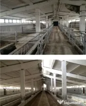 Ferma zootehnica,agro-industrial multifunctional,53736mp ter 