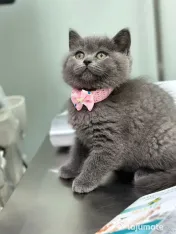 British shorthair blue 