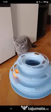 British shorthair blue 