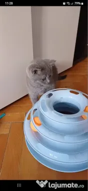 British shorthair blue 