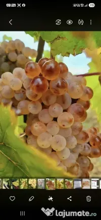 vand struguri de vin