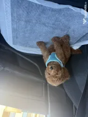 Pudel vârstă 2 luni adoptie