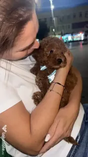 Pudel vârstă 2 luni adoptie