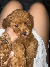 Pudel vârstă 2 luni adoptie