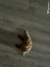 Pudel vârstă 2 luni adoptie