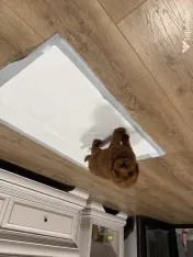 Pudel vârstă 2 luni adoptie