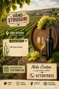 struguri nohan alb căpșunică de vânzare