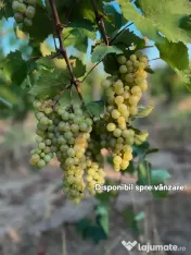 Struguri nohan alb căpșunică de vânzare