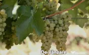 Struguri nohan alb căpșunică de vânzare