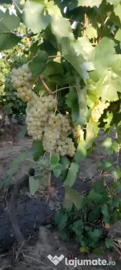 Struguri nohan alb căpșunică de vânzare