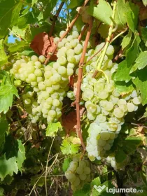Vând struguri de vin obținuți în podgoria proprie