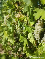 Vând struguri de vin 