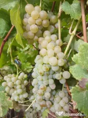 Vând struguri de vin 