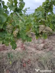 Vând struguri de vin 