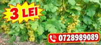 Vând struguri de vin la prețul de 3 lei 