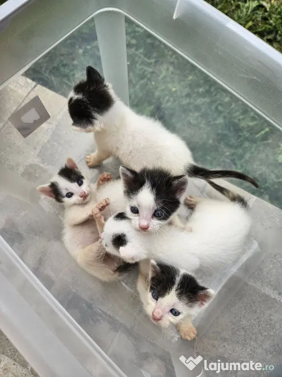 5 pui de pisica de adoptat