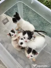 5 Pui de pisica de adoptat 