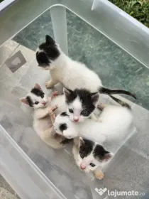 5 pui de pisica de adoptat