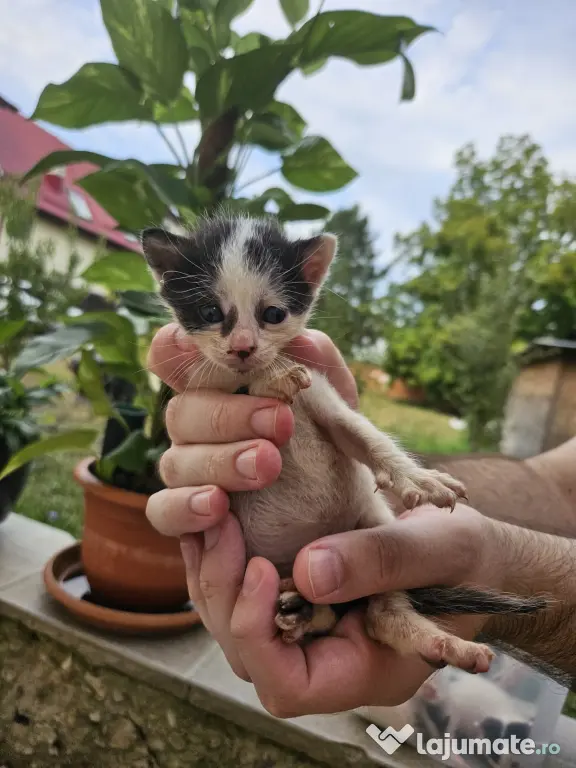 5 pui de pisica de adoptat