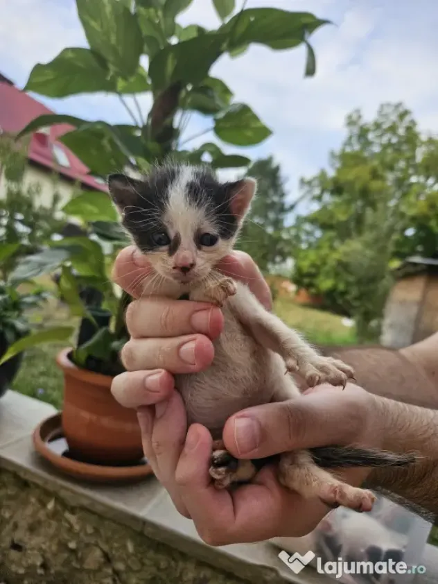 5 pui de pisica de adoptat