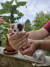 5 Pui de pisica de adoptat 