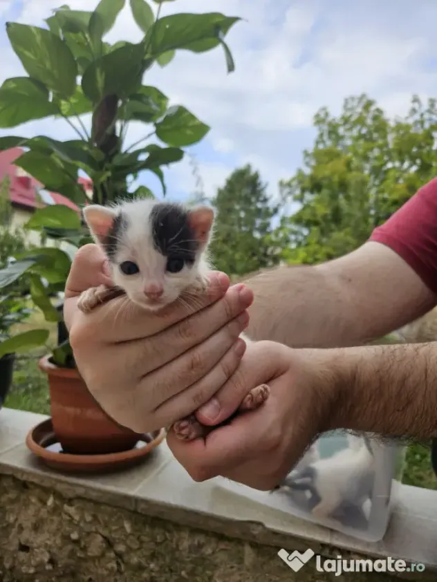 5 pui de pisica de adoptat