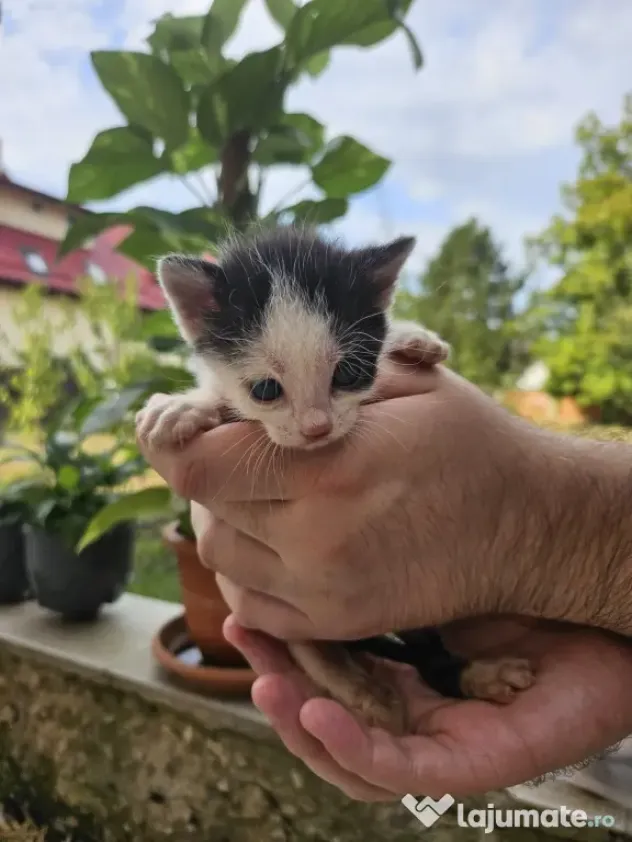 5 pui de pisica de adoptat