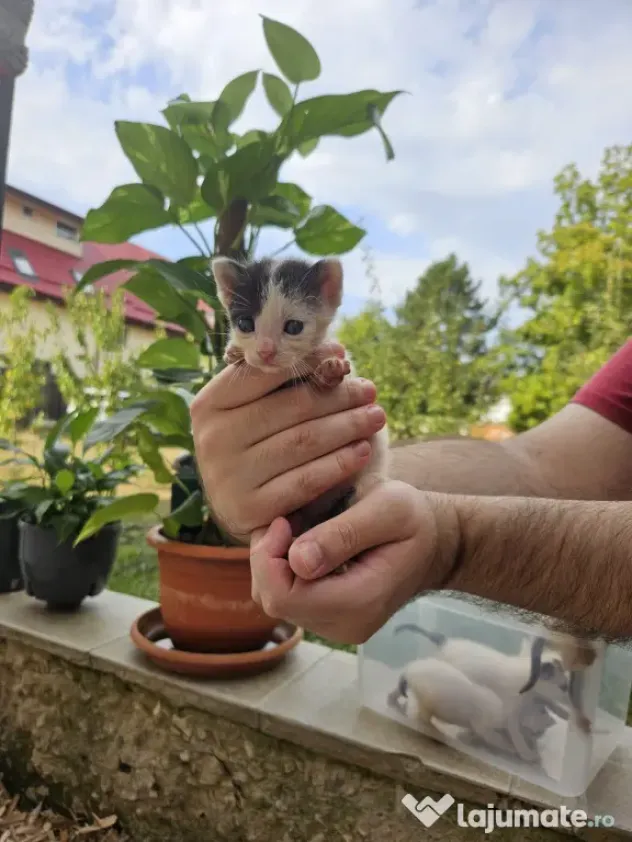 5 pui de pisica de adoptat
