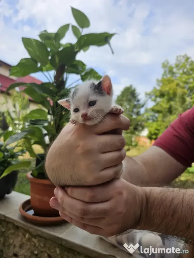 5 pui de pisica de adoptat
