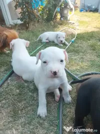 Catei amstaff de vanzare