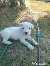 Catei amstaff de vanzare 