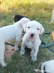 Catei amstaff de vanzare 