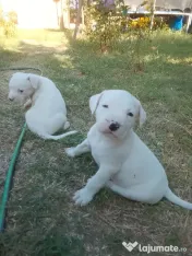 Catei amstaff de vanzare 