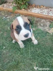 Catei amstaff de vanzare 