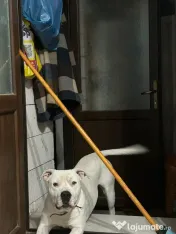 Catei amstaff de vanzare 