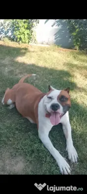 Catei amstaff de vanzare 