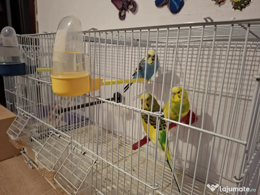 Vând peruși cu toate accesoriile
