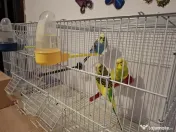 Vând peruși cu toate accesoriile