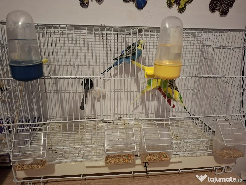 Vând peruși cu toate accesoriile