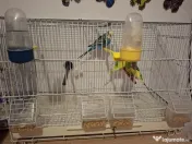 Vând peruși cu toate accesoriile