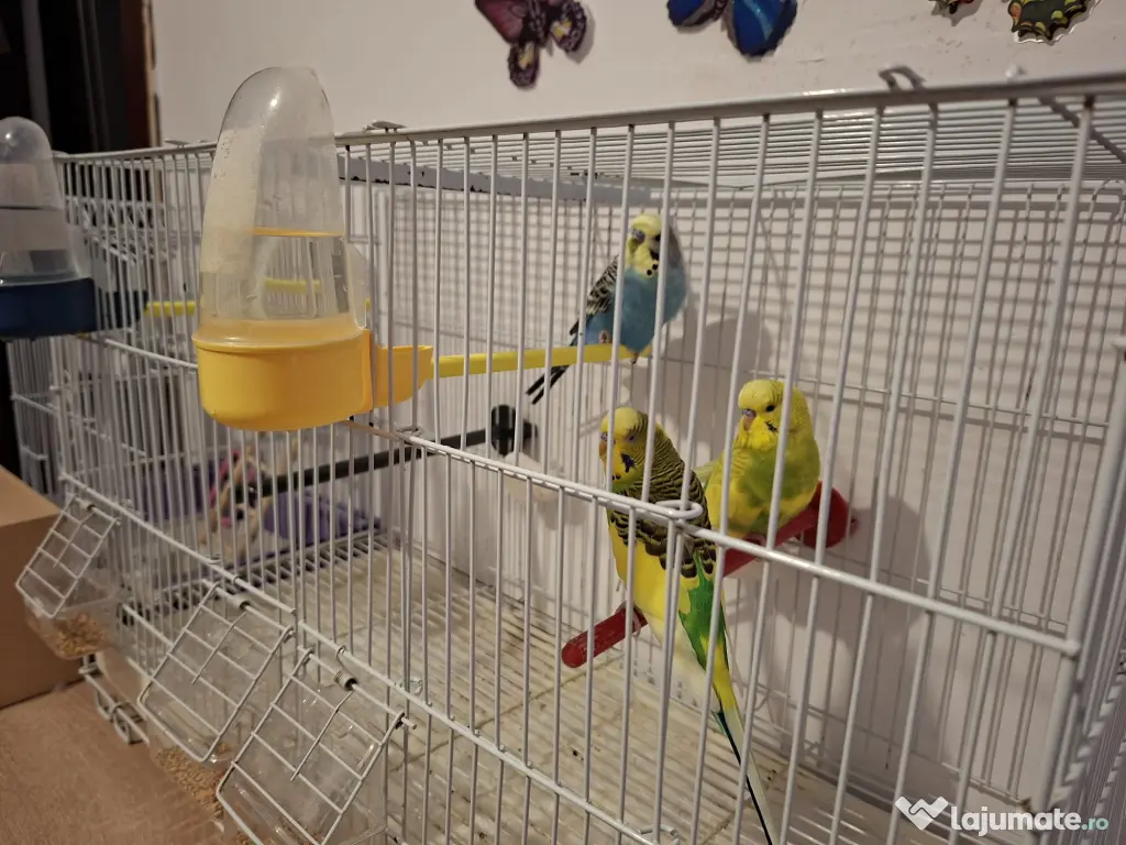 Vând peruși cu toate accesoriile