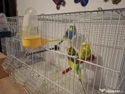 Vând peruși cu toate accesoriile