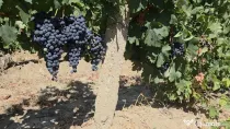 Struguri de vin merlot- zona Pietroasele