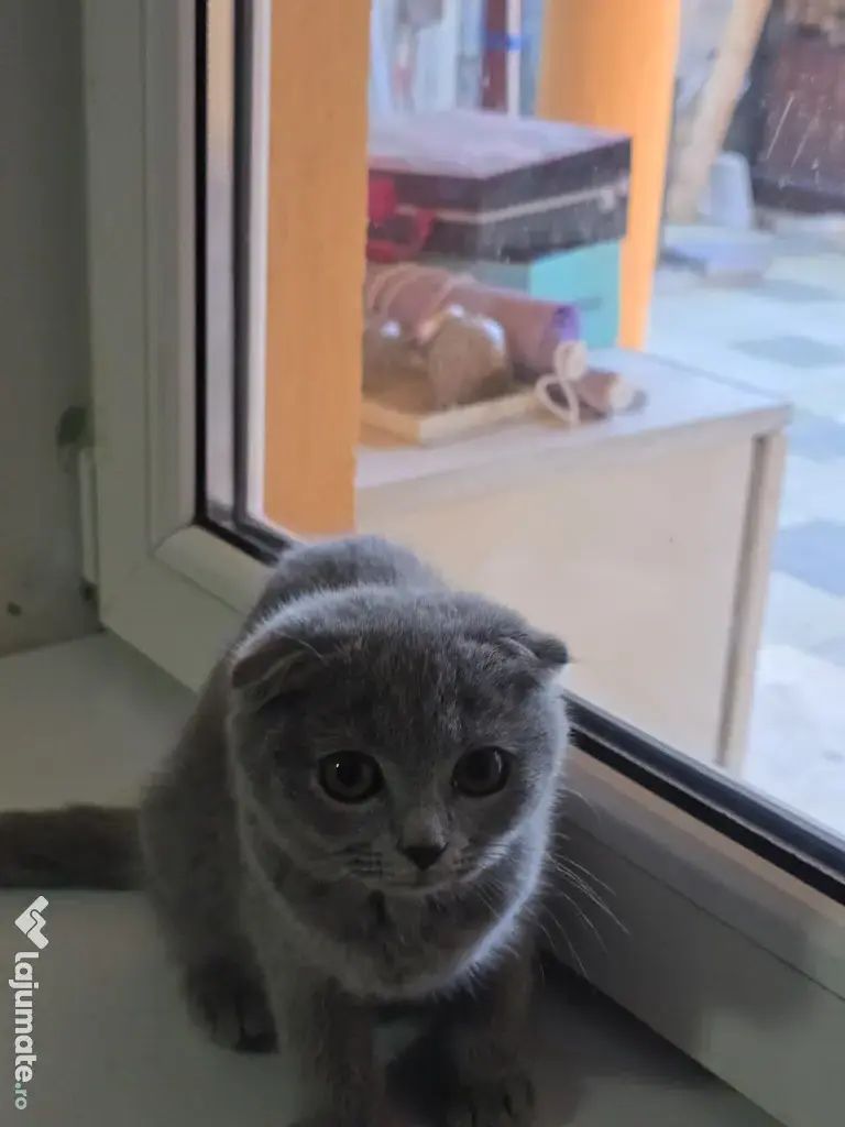 Fetita Scottish Fold de vanzare