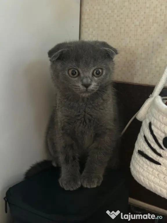 Fetita Scottish Fold de vanzare