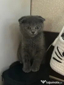 Fetita Scottish Fold de vanzare